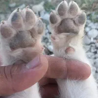 سگ ماده قدرجونی