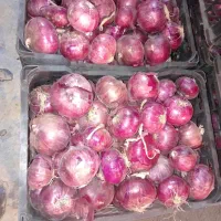 فروش عمده پیاز