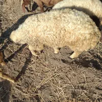 میش بره