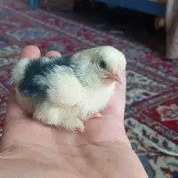 خروس سلطان