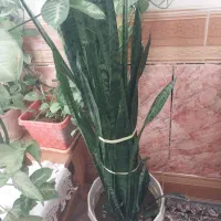 دوعدد گل موزی وسانسوریا باهم
