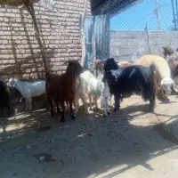 بز داشتی