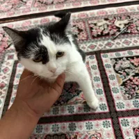 واگذاری ‌گربه غیر رایگان