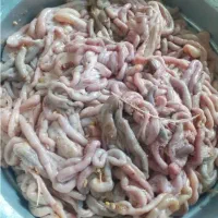 روده مرغ برای ماهیگیری