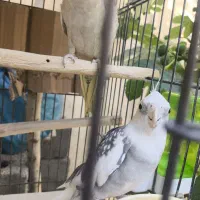 عروس هلندی جفت تخم گزار