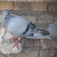 جوجه شامی دم سفید
