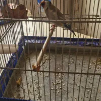 سره|پرنده|تهران, شهرک بعثت|دیوار