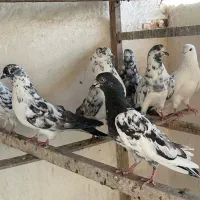 کبوترسوسکی