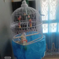 عروس هلندی،نر،تقریبا ۵یا۶ماهشه