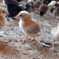جوجه|حیوانات مزرعه|مانه, |دیوار