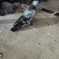 کبوتر