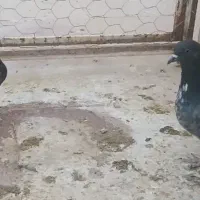 کفتر سبز