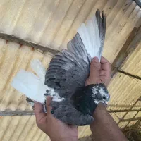 ۷ عدد کبوتر پرشی و زینتی یجایی
