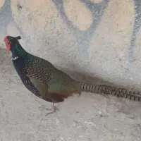 دونرپاکستانی‌بالغ