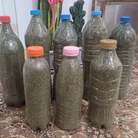 خالیواش تازه