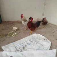 خروس چاق جوان