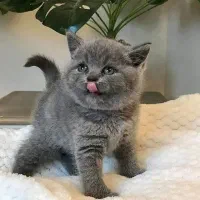 شهر گربه‌ی بریتیش بلو