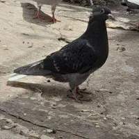 چهار عدد جوجه