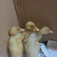 بچه اردک