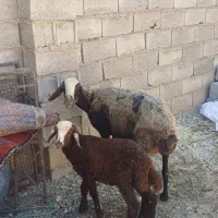میش و بره جوان