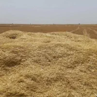 کاه