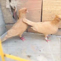 زرد کاکل نرماده درجه یک