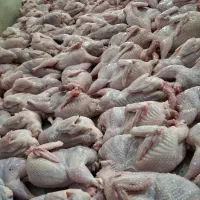 فروش بلدرچین زنده و کشتار روز