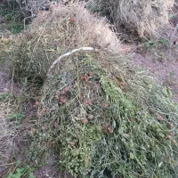 باغ اوتی مخلوط یونجه