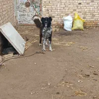 قهدرجونی اصیل