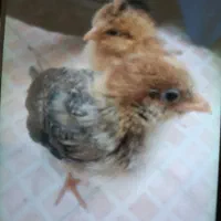 جوجه محلی