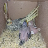 ۳عدد جوجه سرلاکی و یک عدد نرمست سینامون