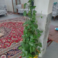 گل طبیعی