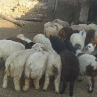 بره|حیوانات مزرعه|بهبهان, |دیوار