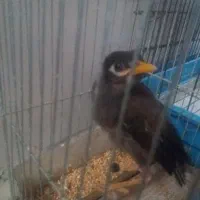 مرغ مینا جوجه است با تخفیف