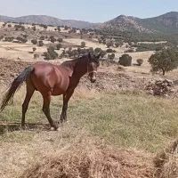 اسب|اسب و تجهیزات اسب‌سواری|نورآباد, |دیوار