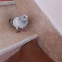 شامی نر|پرنده|میاندوآب, |دیوار