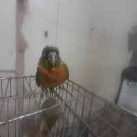 در کوی طلاب