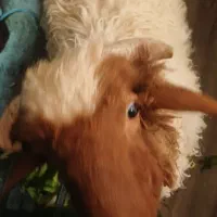 گوسفند نر  در کوت عبدالله