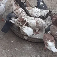 کبوتر|پرنده|خمیر, |دیوار