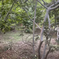 باغ|فروش خانه و ویلا|لنجان, |دیوار