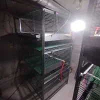 قفس جوجه یک روزه