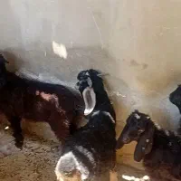 بز غاله