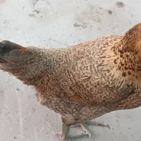 فروش مرغ