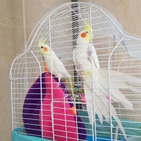 پرنده