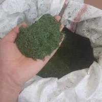 شوید خوشک تمیز ب صورت عمده موجود می باشد