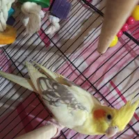 عروس هلندی ماده تخم میگذارد ولی نر ندارد