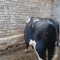 گوساله‌نر‌هلیشتاین