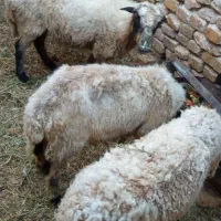 میش