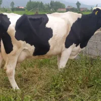 گاو مونت با گوساله ماده سیمینتال