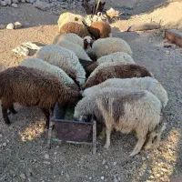 بره نر